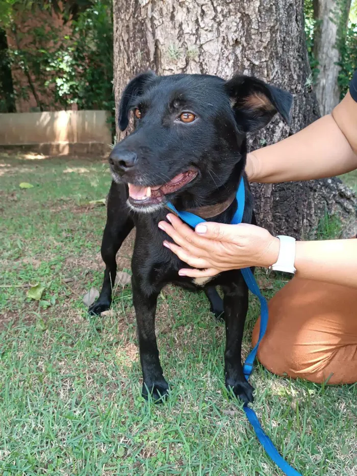 Cachorro ra a SRD-ViraLata idade 3 anos nome Ipanema 