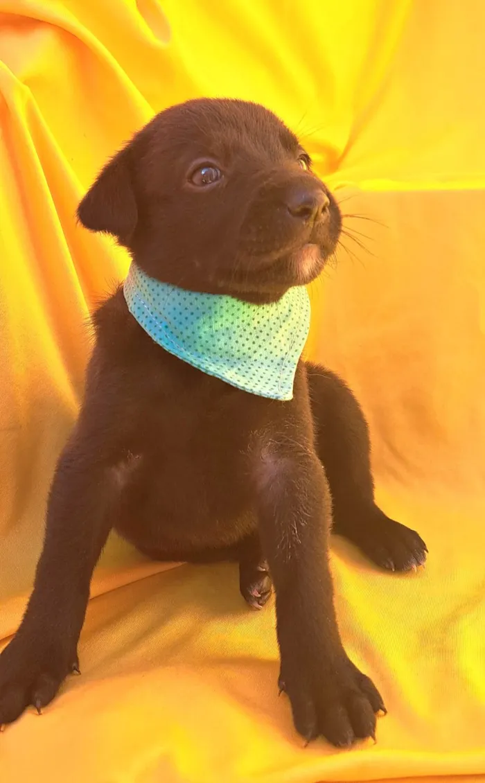 Cachorro ra a SRD-ViraLata idade Abaixo de 2 meses nome Rizoto
