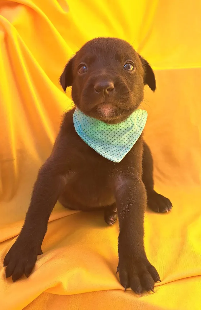 Cachorro ra a SRD-ViraLata idade Abaixo de 2 meses nome Rizoto