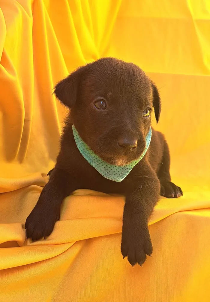 Cachorro ra a SRD-ViraLata idade Abaixo de 2 meses nome Rizoto