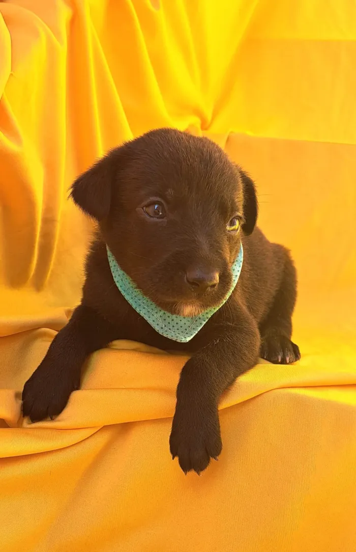Cachorro ra a SRD-ViraLata idade Abaixo de 2 meses nome Rizoto