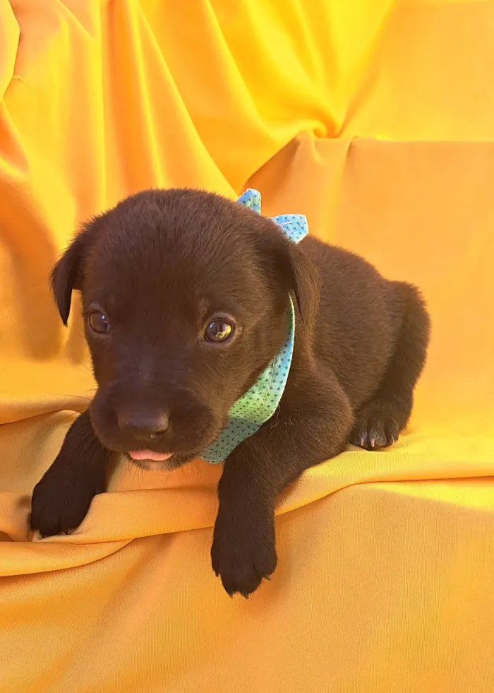 Cachorro ra a SRD-ViraLata idade Abaixo de 2 meses nome Rizoto