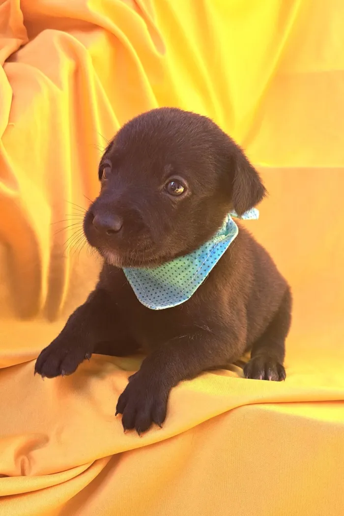 Cachorro ra a SRD-ViraLata idade Abaixo de 2 meses nome Rizoto