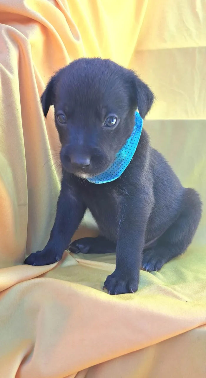 Cachorro ra a SRD-ViraLata idade Abaixo de 2 meses nome Rizoto