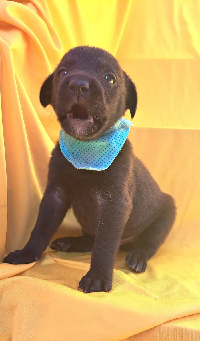 Cachorro ra a SRD-ViraLata idade Abaixo de 2 meses nome Rizoto