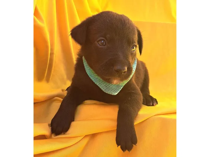Cachorro ra a SRD-ViraLata idade Abaixo de 2 meses nome Rizoto
