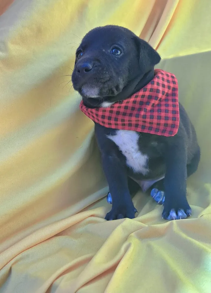 Cachorro ra a SRD-ViraLata idade Abaixo de 2 meses nome Mussarella