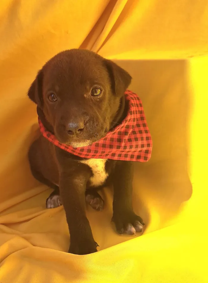 Cachorro ra a SRD-ViraLata idade Abaixo de 2 meses nome Mussarella