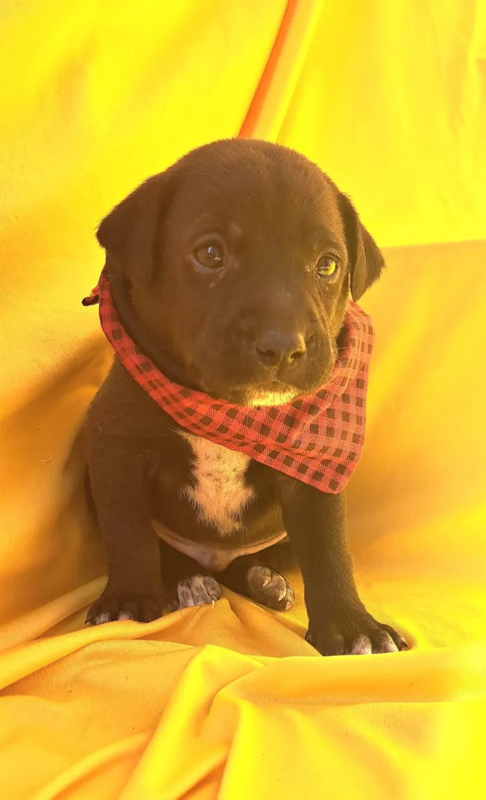 Cachorro ra a SRD-ViraLata idade Abaixo de 2 meses nome Mussarella