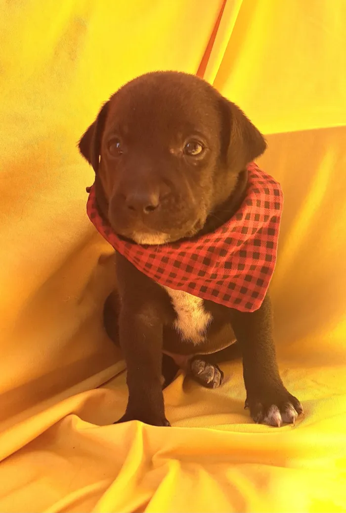 Cachorro ra a SRD-ViraLata idade Abaixo de 2 meses nome Mussarella