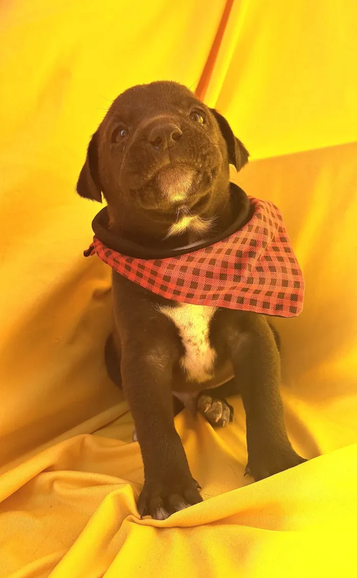 Cachorro ra a SRD-ViraLata idade Abaixo de 2 meses nome Mussarella