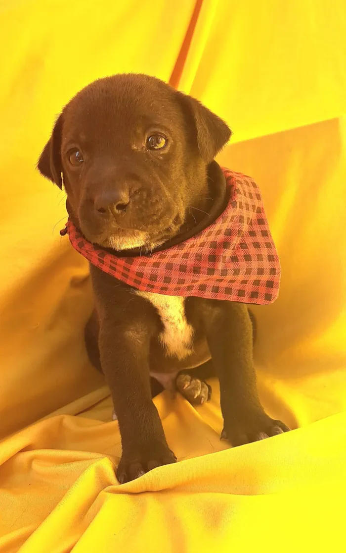 Cachorro ra a SRD-ViraLata idade Abaixo de 2 meses nome Mussarella