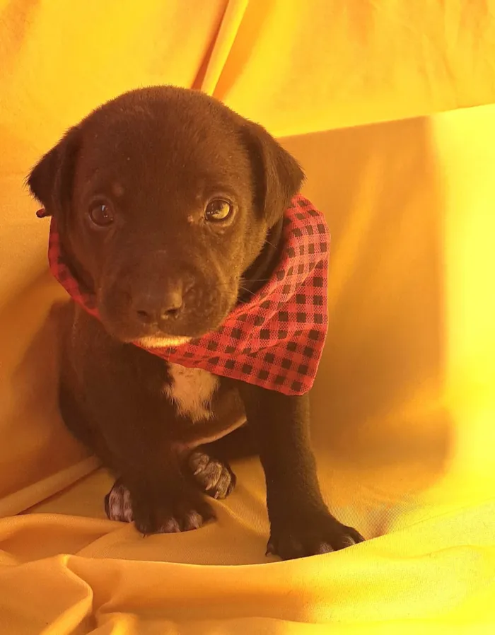 Cachorro ra a SRD-ViraLata idade Abaixo de 2 meses nome Mussarella