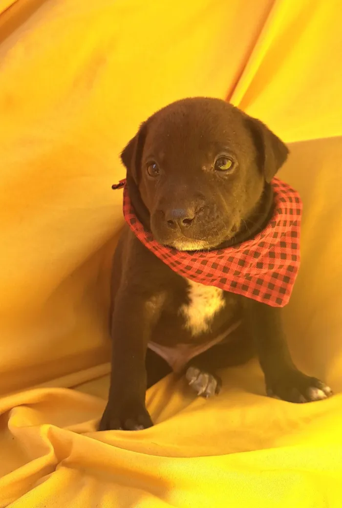 Cachorro ra a SRD-ViraLata idade Abaixo de 2 meses nome Mussarella