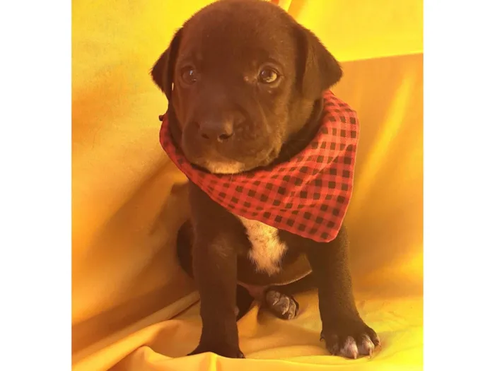 Cachorro ra a SRD-ViraLata idade Abaixo de 2 meses nome Mussarella