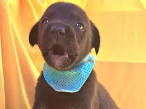 Cachorro raça SRD-ViraLata idade Abaixo de 2 meses nome Rizoto