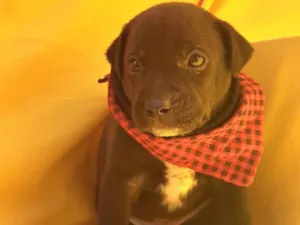 Cachorro raça SRD-ViraLata idade Abaixo de 2 meses nome Mussarella