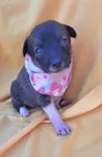 Panqueca