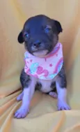 Panqueca