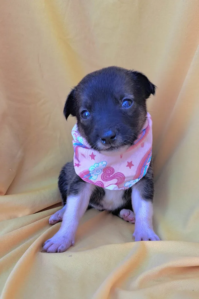 Cachorro ra a SRD-ViraLata idade Abaixo de 2 meses nome Panqueca