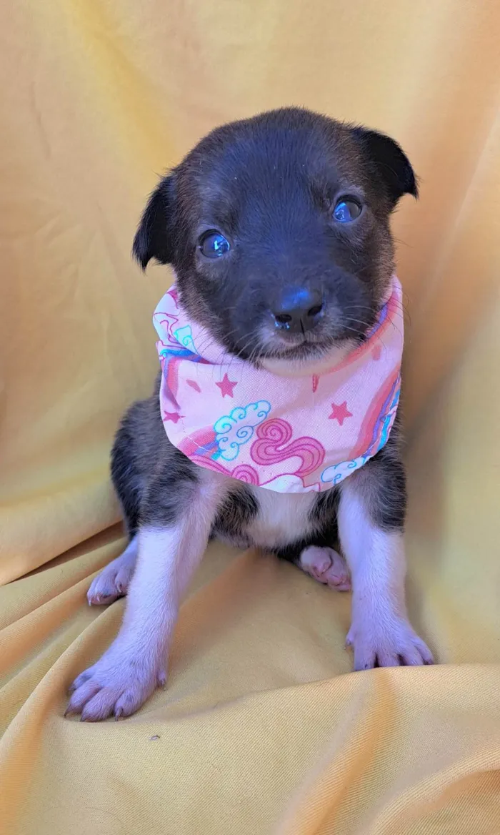 Cachorro ra a SRD-ViraLata idade Abaixo de 2 meses nome Panqueca