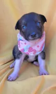 Panqueca
