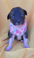 Panqueca