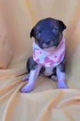 Panqueca