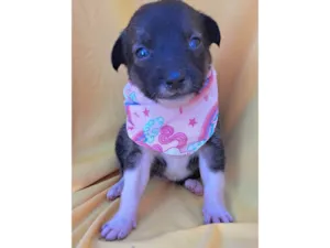 Cachorro raça SRD-ViraLata idade Abaixo de 2 meses nome Panqueca