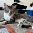 BERTA