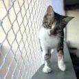 BERTA