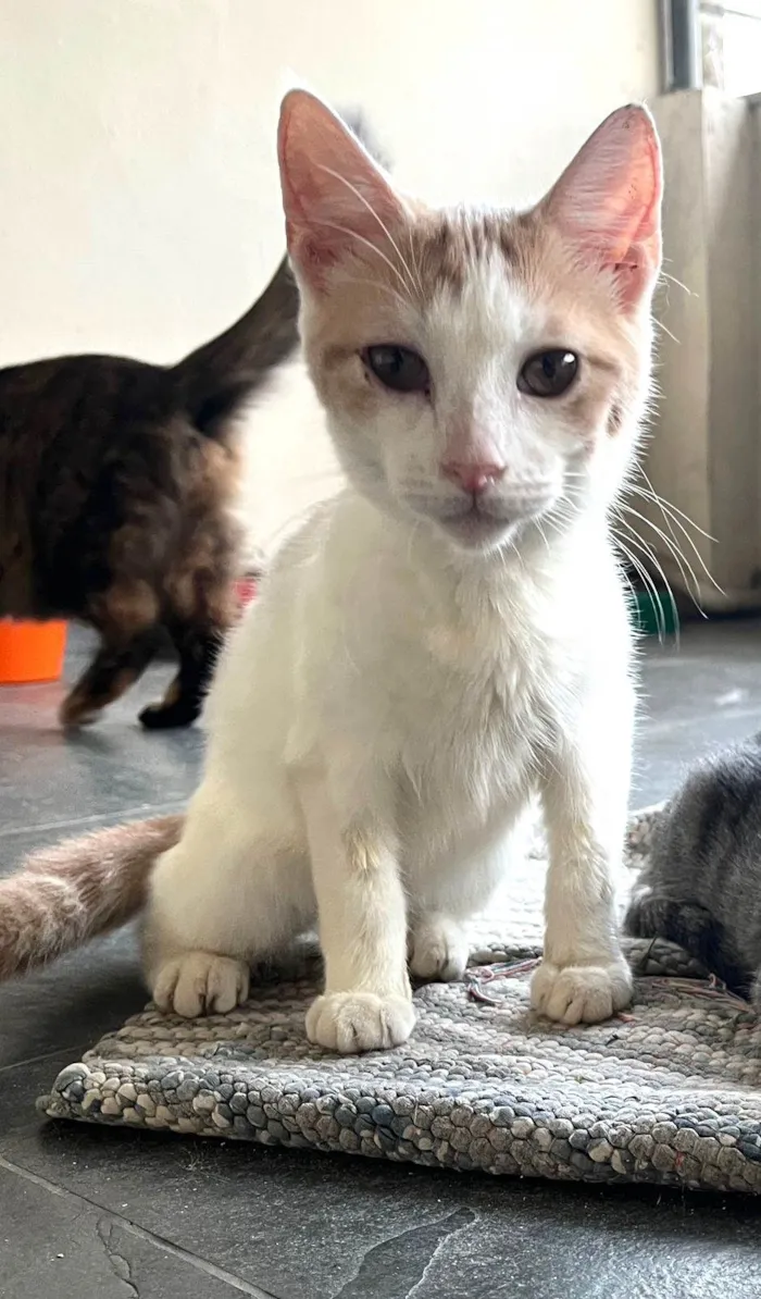 Gato ra a SRD-ViraLata idade 2 a 6 meses nome VICTOR