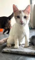 VICTOR