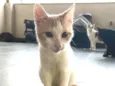 VICTOR