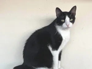 Gato raça SRD idade 2 anos nome kauã