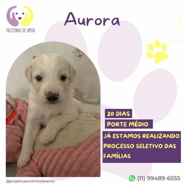 Cachorro ra a SRD-ViraLata idade 2 a 6 meses nome Aurora