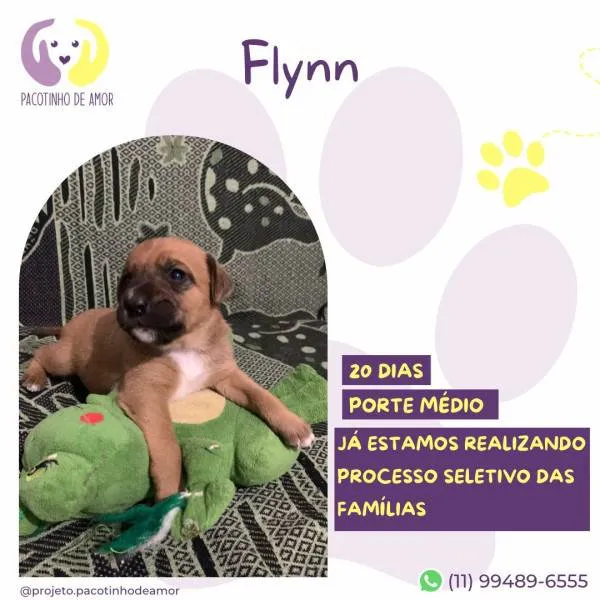 Cachorro ra a SRD-ViraLata idade 2 a 6 meses nome Flynn