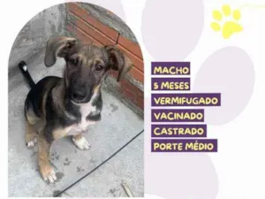 Cachorro raça SRD-ViraLata idade 1 ano nome Pepito