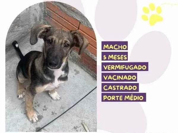 Cachorro ra a SRD-ViraLata idade 1 ano nome Pepito