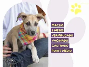 Cachorro raça SRD-ViraLata idade 2 a 6 meses nome Roger