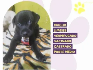 Cachorro raça SRD-ViraLata idade 2 a 6 meses nome Denzel