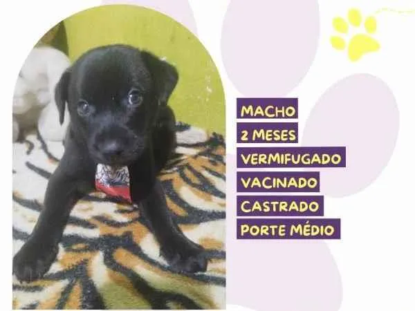 Cachorro ra a SRD-ViraLata idade 2 a 6 meses nome Denzel