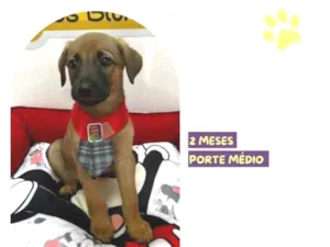 Cachorro raça SRD-ViraLata idade 2 a 6 meses nome CapitÃ£o Gancho