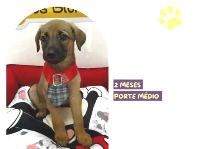 Cachorro ra a SRD-ViraLata idade 2 a 6 meses nome CapitÃ£o Gancho