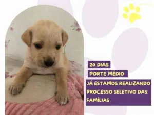 Cachorro raça SRD-ViraLata idade 2 a 6 meses nome Ariel