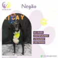 Negão