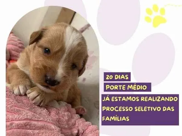 Cachorro ra a SRD-ViraLata idade 2 a 6 meses nome Rapunzel