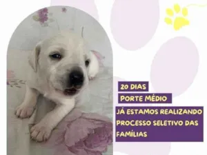 Cachorro raça SRD-ViraLata idade 2 a 6 meses nome Cinderela