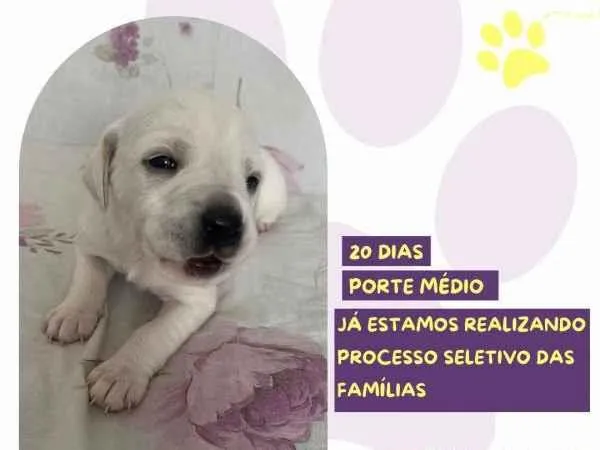 Cachorro ra a SRD-ViraLata idade 2 a 6 meses nome Cinderela