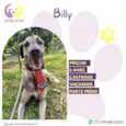 Billy